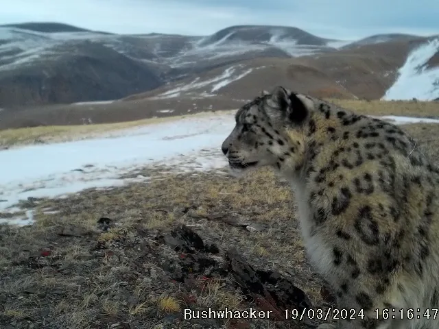 Видео с фотоловушки: снежный барс, март 2024. Снимок Сайлюгемского национального парка